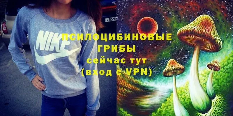 OMG ссылки  Иркутск  Псилоцибиновые грибы Psilocybine cubensis 